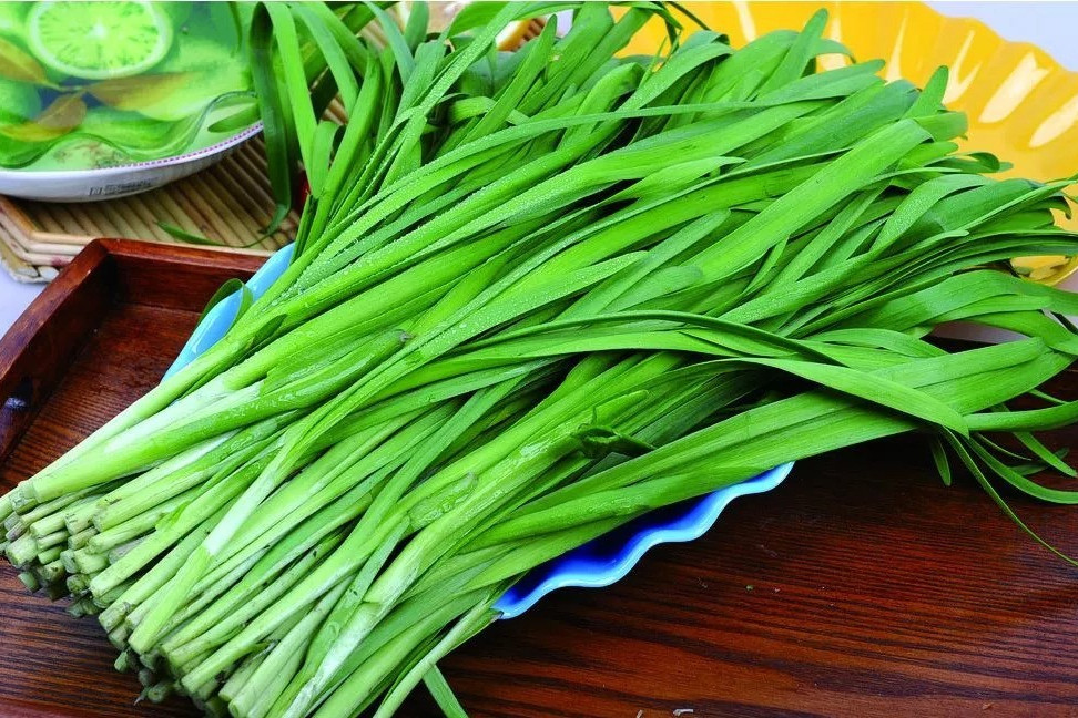 赤金韭菜 赤金韭菜