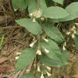 廣西斑鳩菊 廣西斑鳩菊
