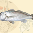 白姑魚