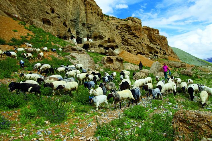 一群羊後的羌姆石窟