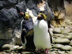 浮華企鵝