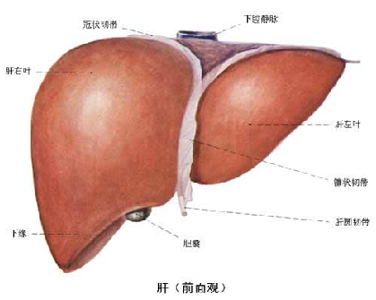 肝臟說明圖