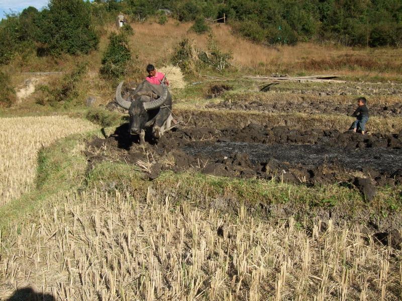 南帕自然村水稻種植業