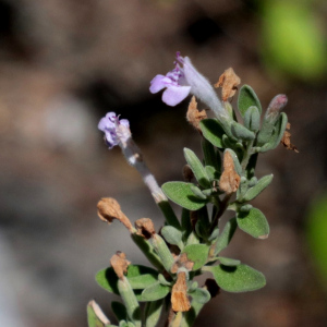 Poliomintha dendritica