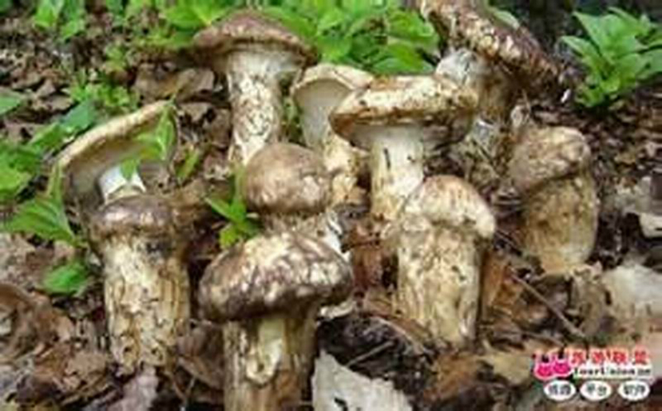 松茸蘑菇