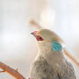 鼠鳥 鼠鳥