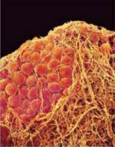 自體脂肪幹細胞