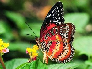 紅鋸蛺蝶