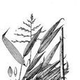 抽筒竹 抽筒竹