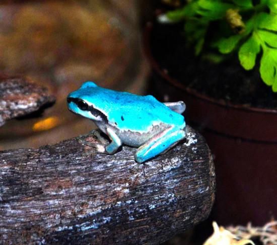 日本山梨縣北杜市展出淺藍色青蛙