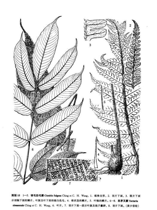 思茅叉蕨 思茅叉蕨