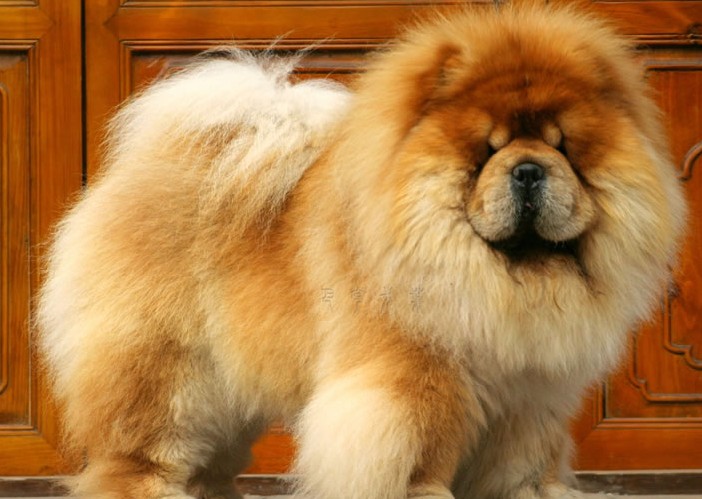 最受中國歡迎的 中國自己的狗--松獅!