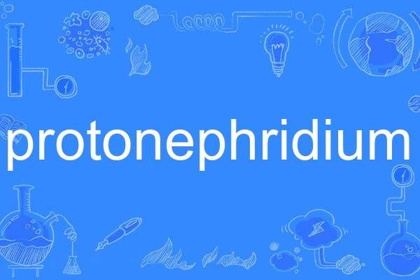 protonephridium protonephridium