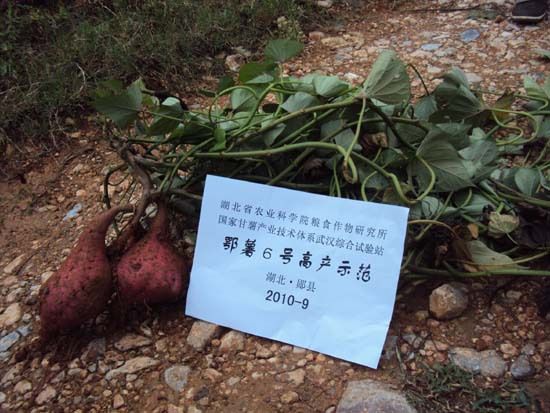 鄂薯6號 鄂薯6號
