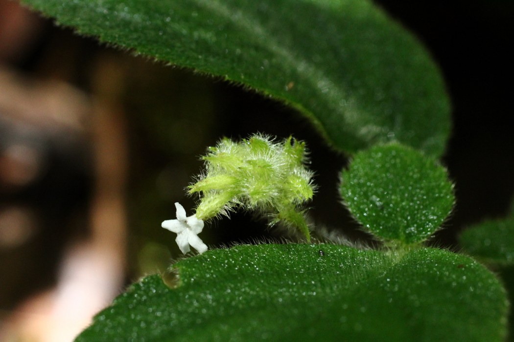 Cremosperma cotejense