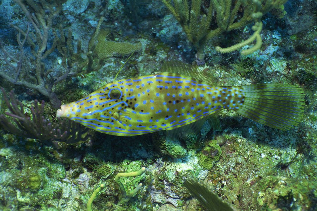 翡翠魨魚 翡翠魨魚