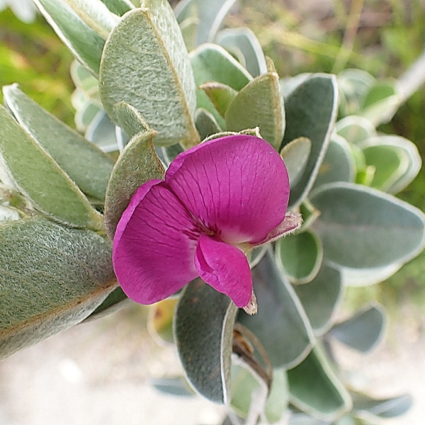 Podalyria hirsuta