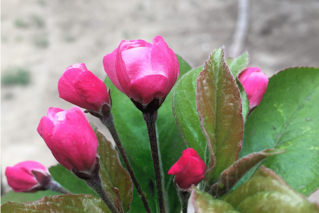 花梣 花梣