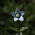 高杯喉毛花 高杯喉毛花