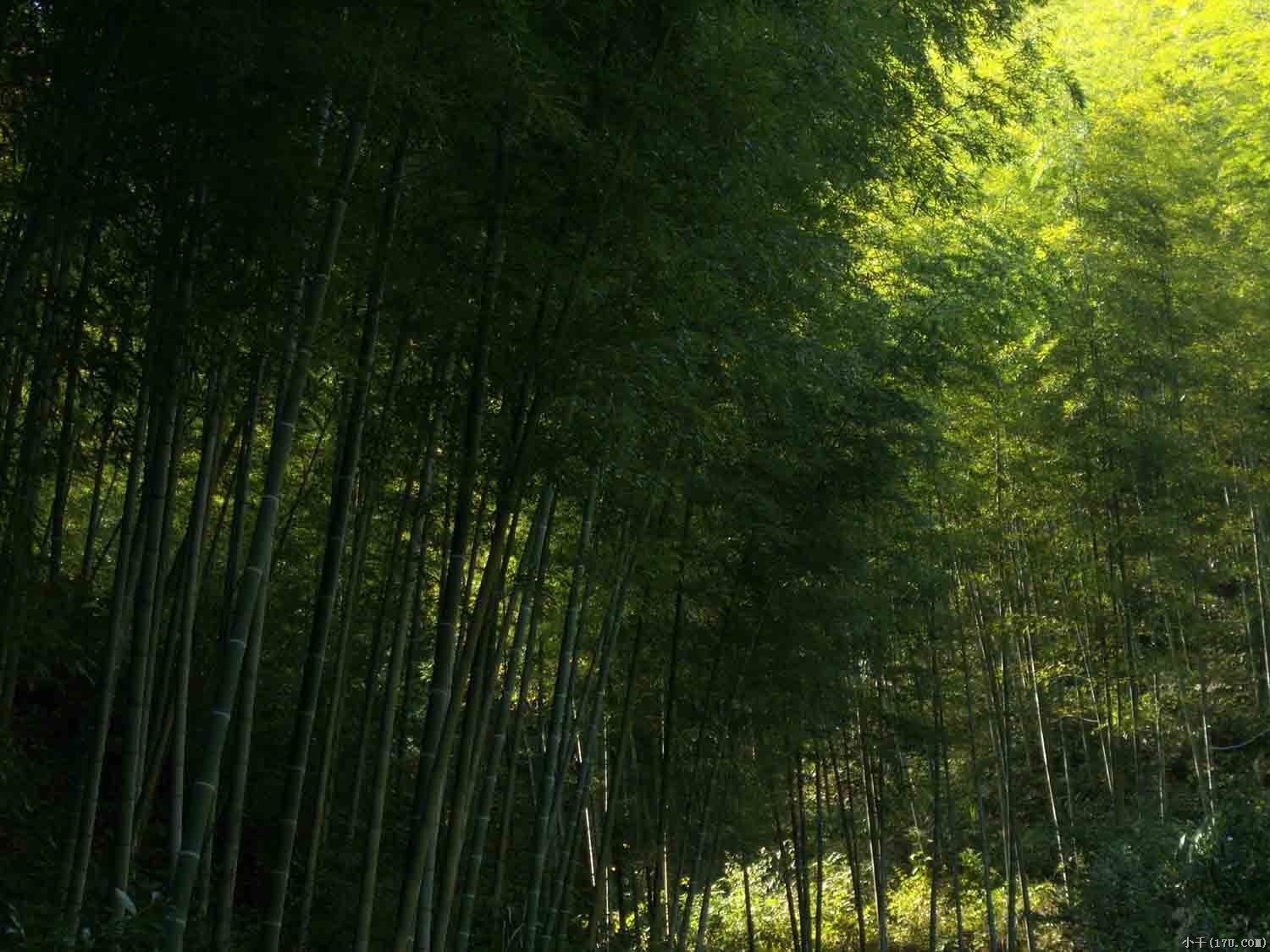 木坑竹海景區(黟縣木坑竹海)