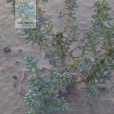 漿果豬毛菜 漿果豬毛菜