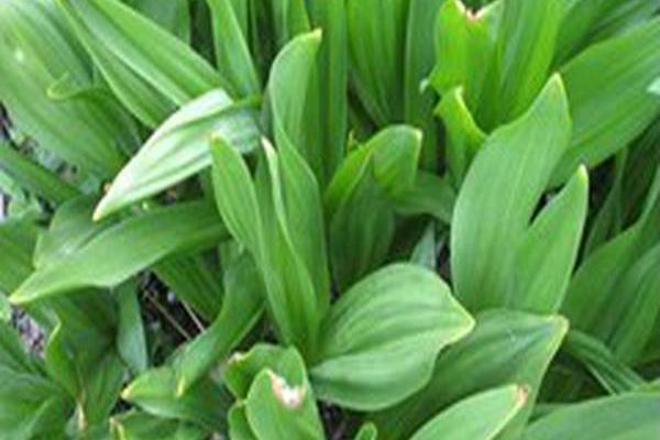 Colchicum autumnale Colchicum autumnale