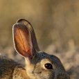 沙漠棉尾兔(沙漠棉兔)