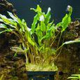 波浪椒草 波浪椒草