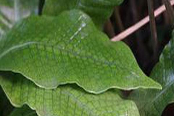 Microsorum musifolium