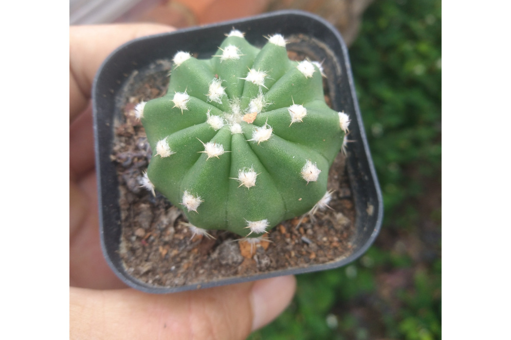 王冠短毛丸 王冠短毛丸