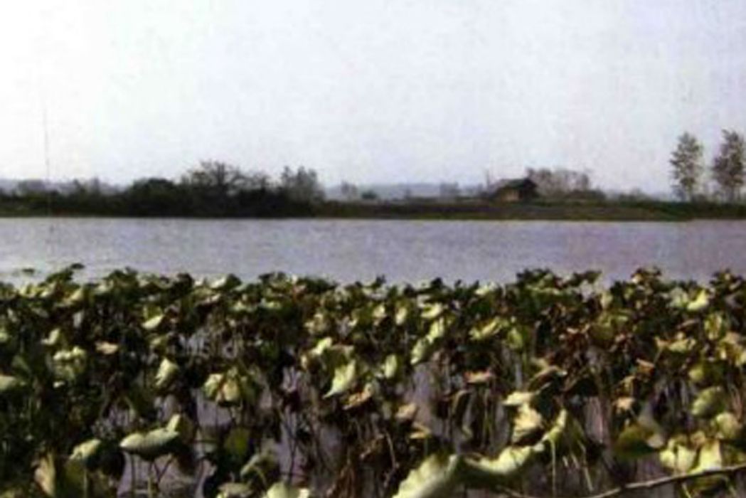 王易湖