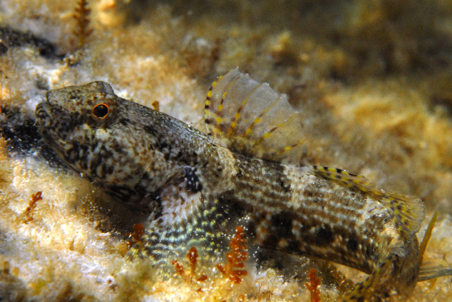深鰕虎魚屬 深鰕虎魚屬