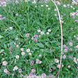 燈盞菊花(東菊)
