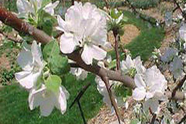 Malus \x27Liberty\x27