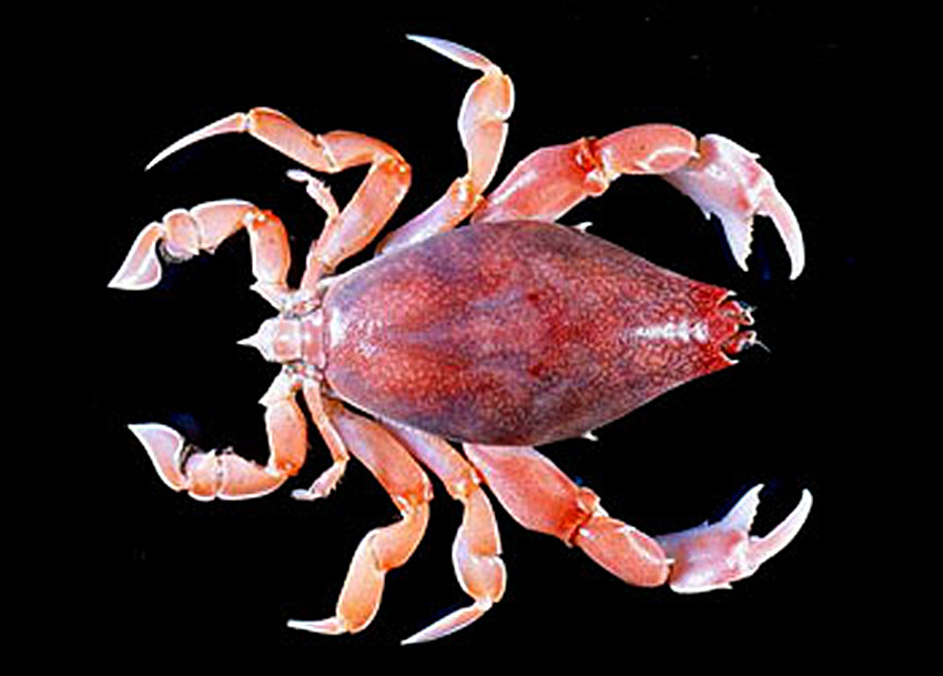 蛙蟹科：三齒琵琶蟹 Lyreidus tridentatus