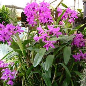 Cattleya bowringiana Cattleya bowringiana