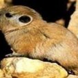 櫛趾鼠科 櫛趾鼠科