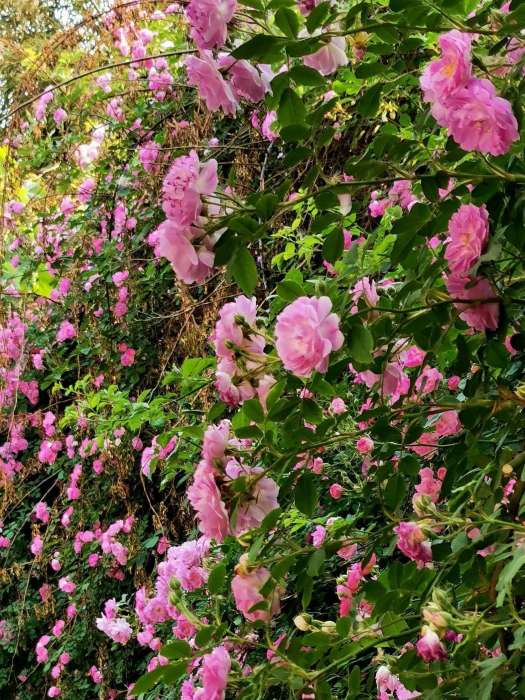 薔薇苔 薔薇苔