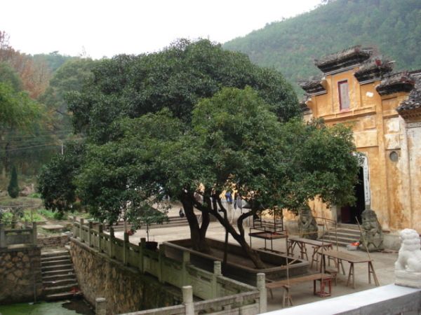 桂李村 桂李村