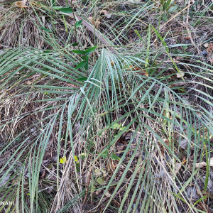 Butia matogrossensis