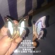 窄斑鳳尾蛺蝶