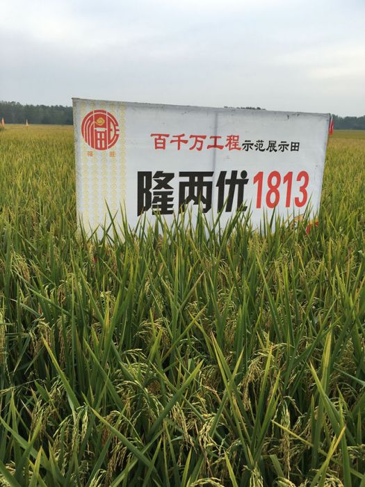 隆兩優1813 隆兩優1813