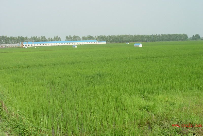 米業水稻田