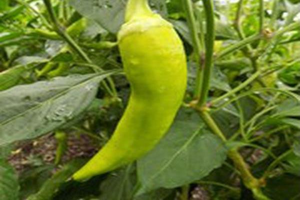 Capsicum annuum \x27Bananarama\x27