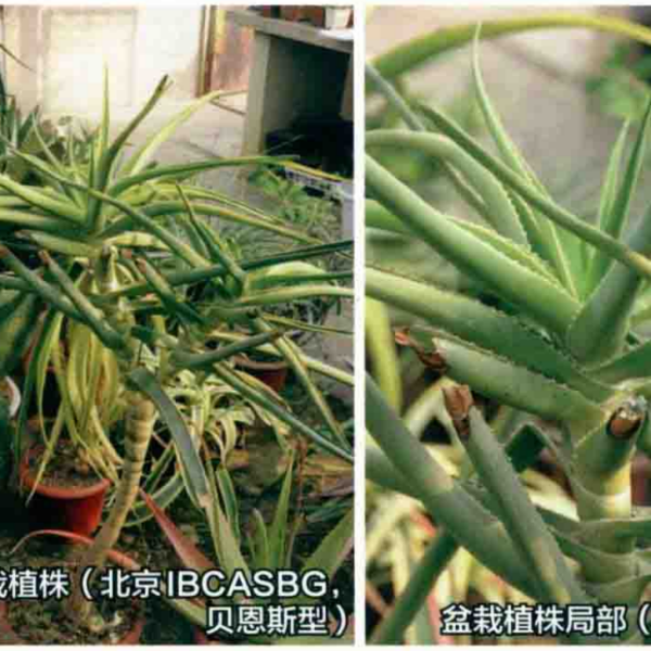 樹蘆薈