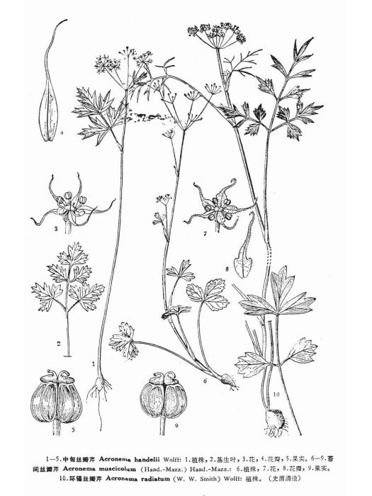 苔間絲瓣芹 苔間絲瓣芹
