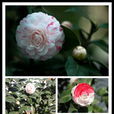 十八學士(茶花品種) 十八學士(茶花品種)