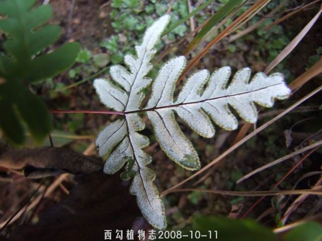 北京粉背蕨 北京粉背蕨