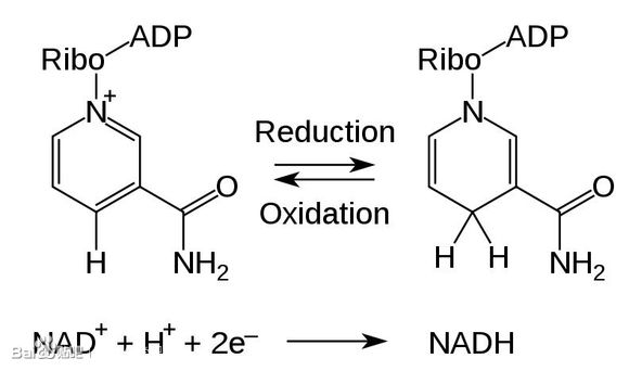 NADPH(還原型輔酶Ⅱ)