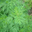 香蒿 香蒿